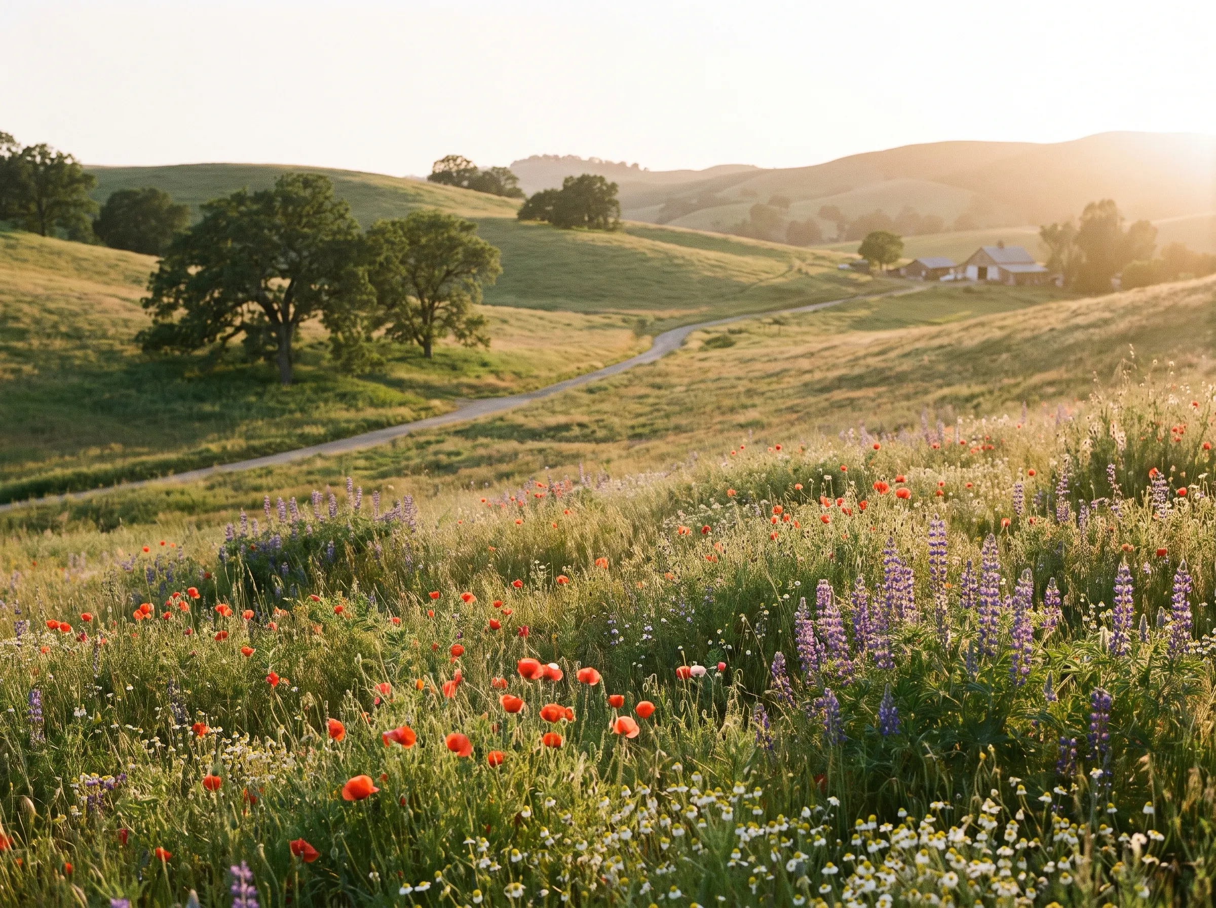 Wildflower meadow representing therapy in person or online